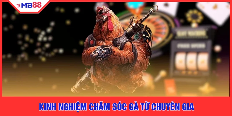 Kinh nghiệm chăm sóc gà từ chuyên gia