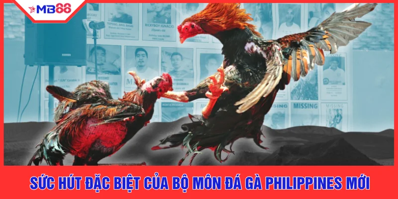 Sức hút đặc biệt của bộ môn đá gà Philippines mới